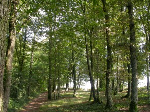 16-Bois Octobre07 002