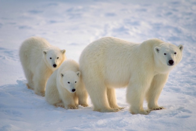 Photos sous marine 100-pour-cent-ours-blanc